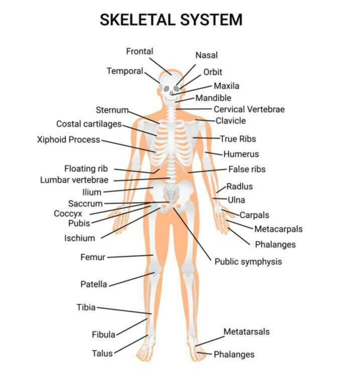 Trifocus Fitness Academy - bones