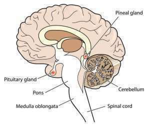 pineal gland