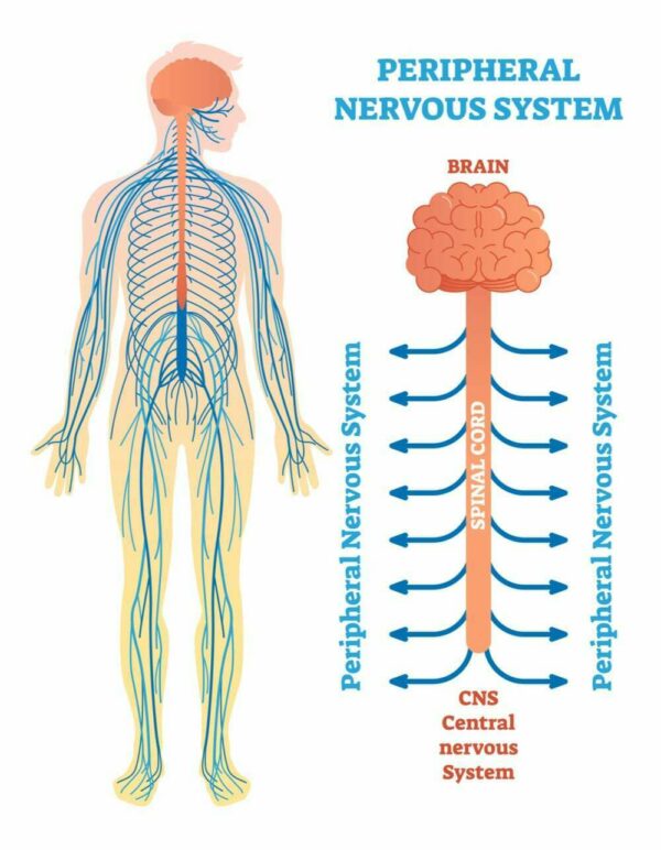 Trifocus Fitness Academy - nervous system