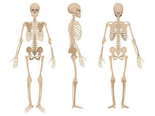 Trifocus fitness academy - skeleton