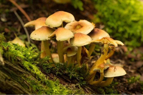 rifocus Fitness Academy - nutrition