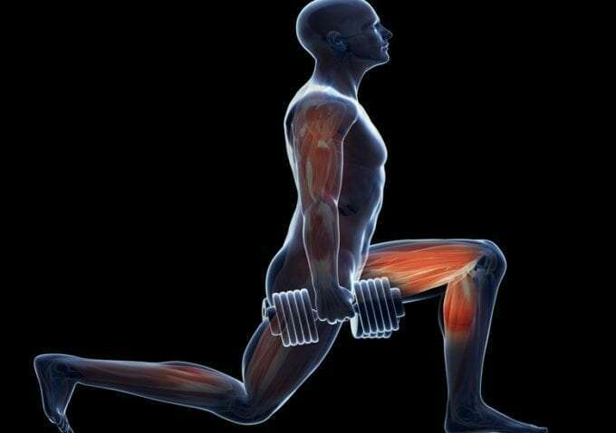 Trifocus Fitness Academy - anatomy