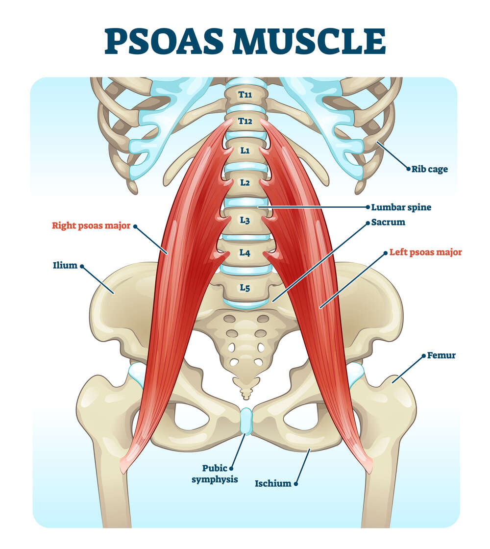 Trifocus Fitness Academy - psoas muscle