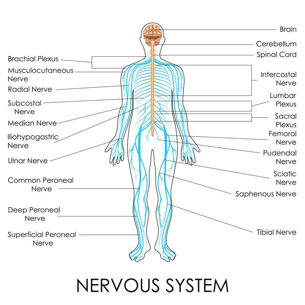 Trifocus Fitness Academy - nervous system