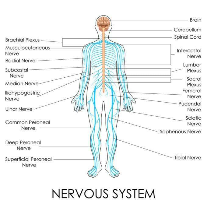 Trifocus Fitness Academy - nervous system