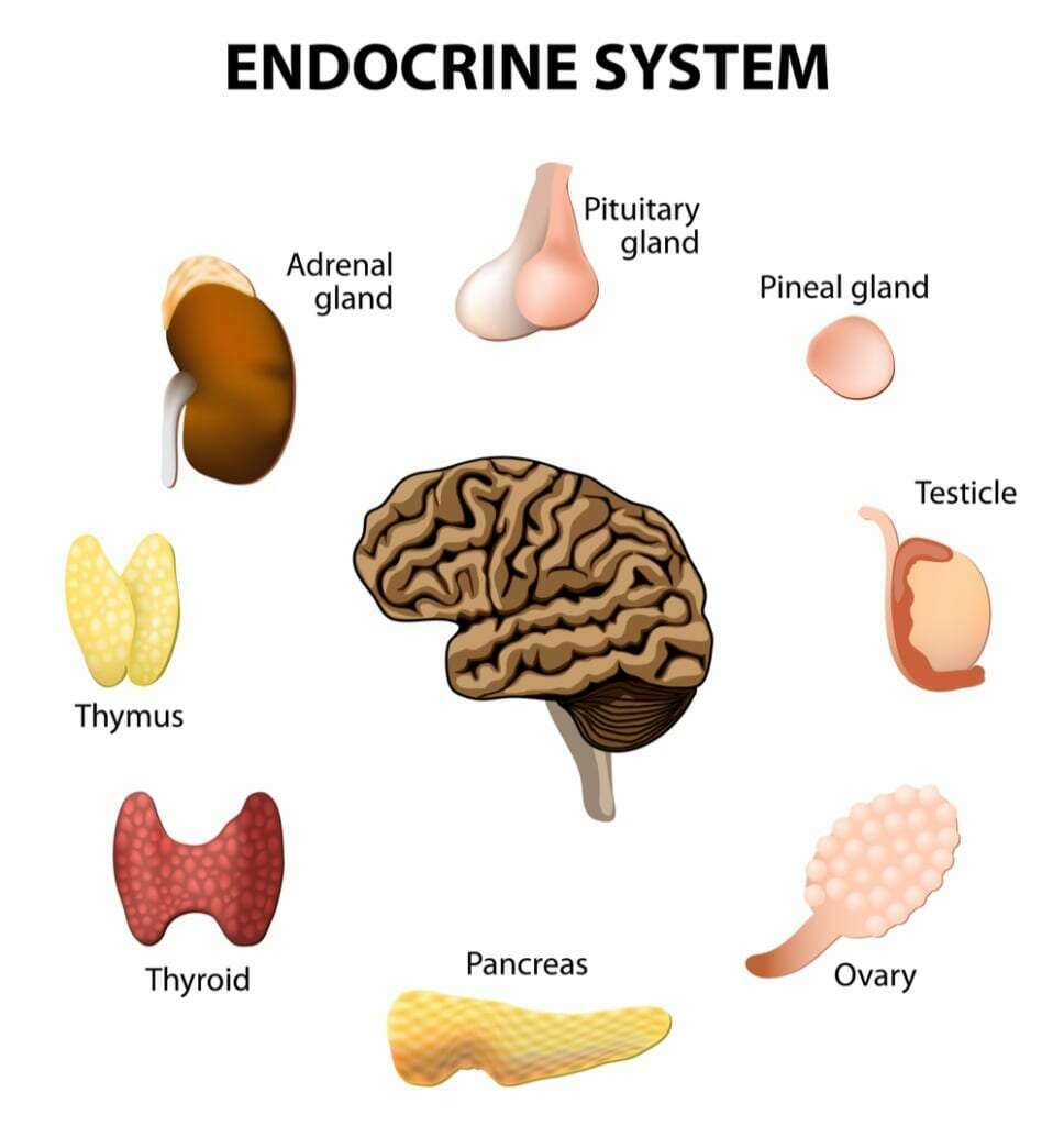 Trifocus Fitness Academy-endocrine system