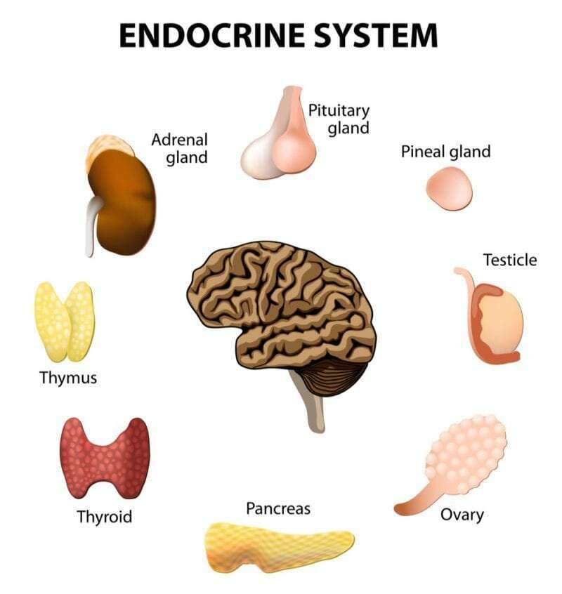 Trifocus Fitness Academy-endocrine system