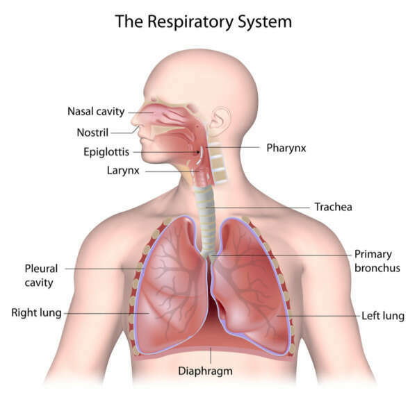 Trifocus Fitness Academy -respiratory passageways 
