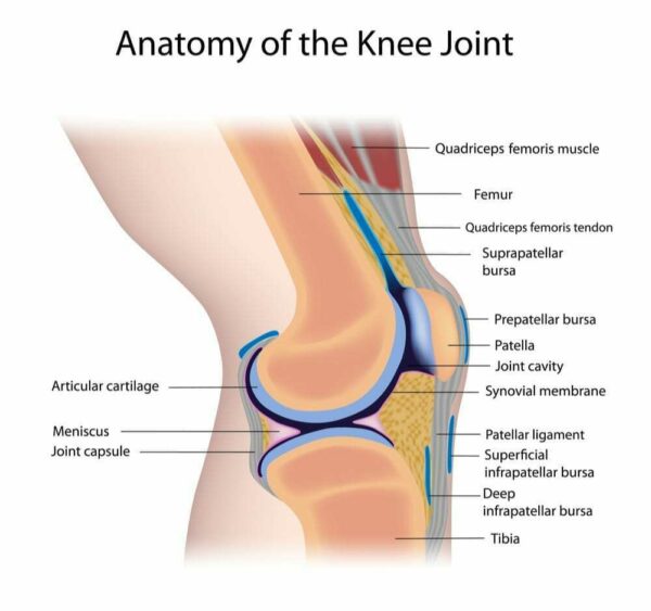 Trifocus Fitness Academy - knee
