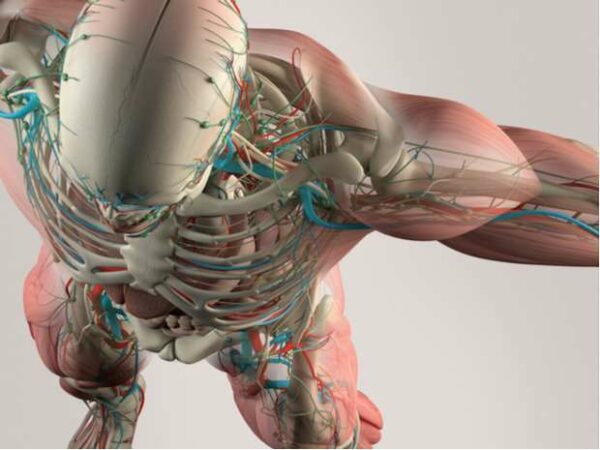 Trifocus fitness academy - energy during exercise