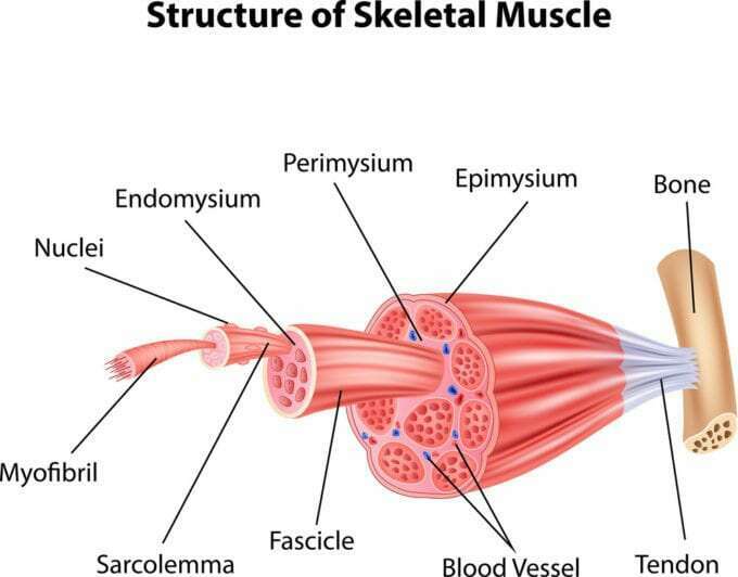 Trifocus Fitness Academy - skeletal muscle