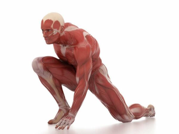 Trifocus fitness academy - torque