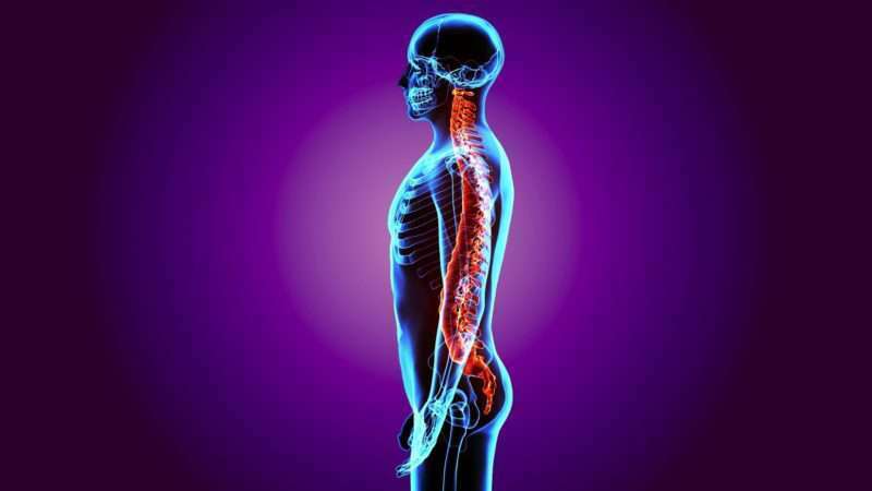 Trifocus fitness academy - vertebral bones