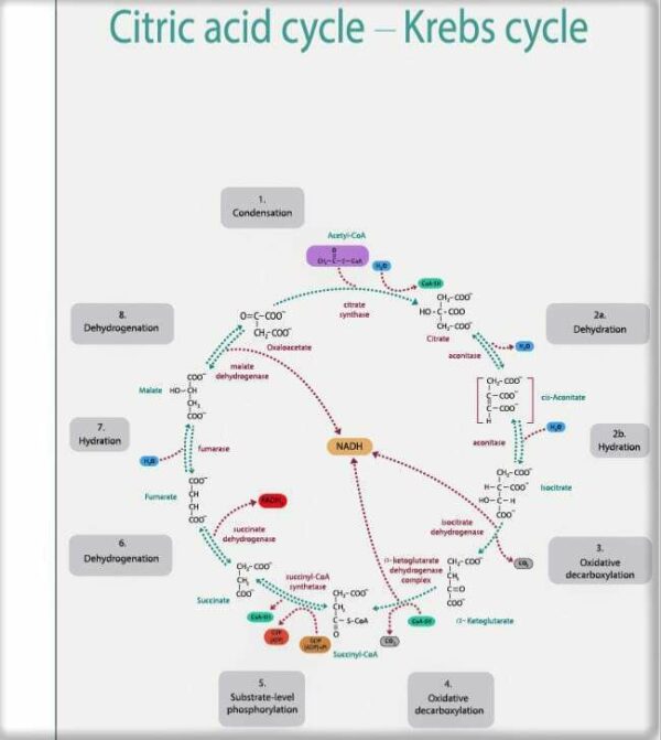Trifocus Fitness Academy - krebs cycle