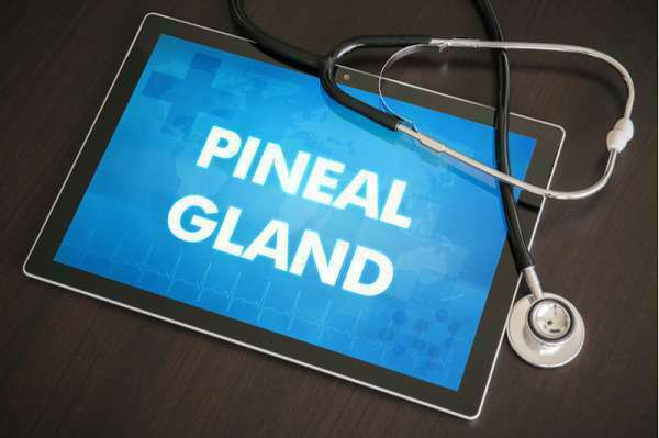 pineal gland