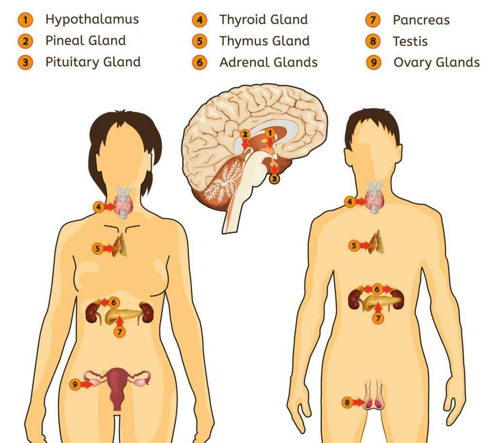Trifocus Fitness Academy - endocrine system