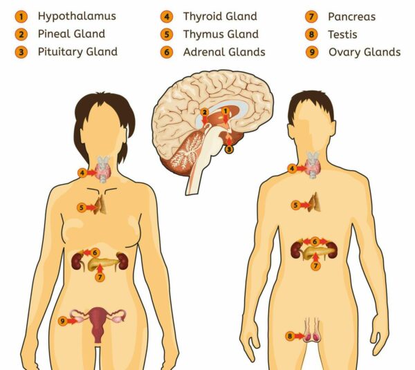 Trifocus Fitness Academy - endocrine system