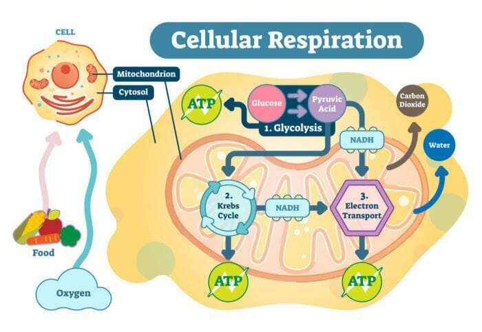 Trifocus Fitness Academy - krebs cycle